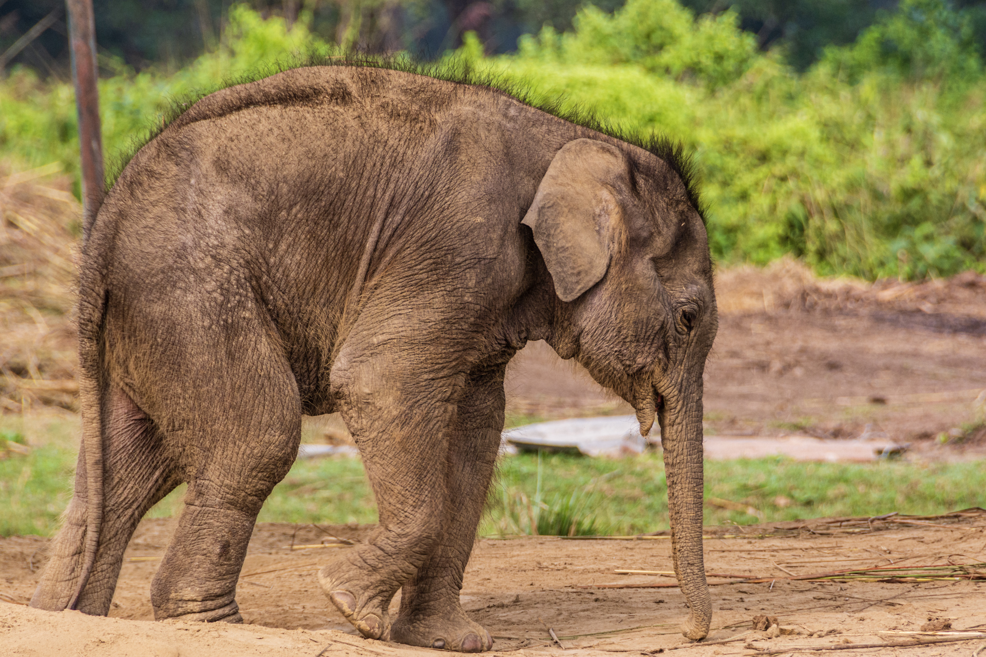Chitwan Elephant Breeding Center